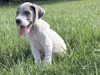 Lola, a female Great Dane for sale in Hallettsville, TX – 6 of 7