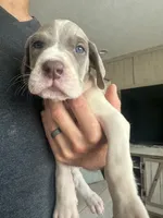 Lola, a female Great Dane for sale in Hallettsville, TX – 7 of 7