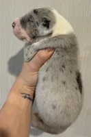 Purple collar, a female Great Dane for sale in Hallettsville, TX – Photo 2 of 8