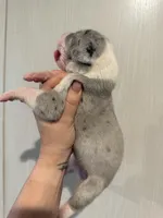 Purple collar, a female Great Dane for sale in Hallettsville, TX – Photo 5 of 8