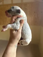 Purple collar, a female Great Dane for sale in Hallettsville, TX – Photo 8 of 8