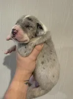 Purple collar, a female Great Dane for sale in Hallettsville, TX – Photo 3 of 8