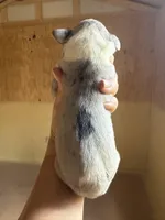 Purple collar, a female Great Dane for sale in Hallettsville, TX – Photo 6 of 8