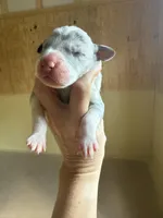 Purple collar, a female Great Dane for sale in Hallettsville, TX – Photo 7 of 8