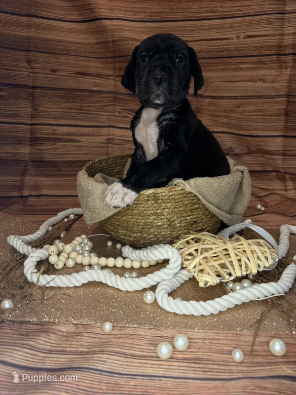 Zephyr – Great Dane puppy for sale in Hallettsville, TX