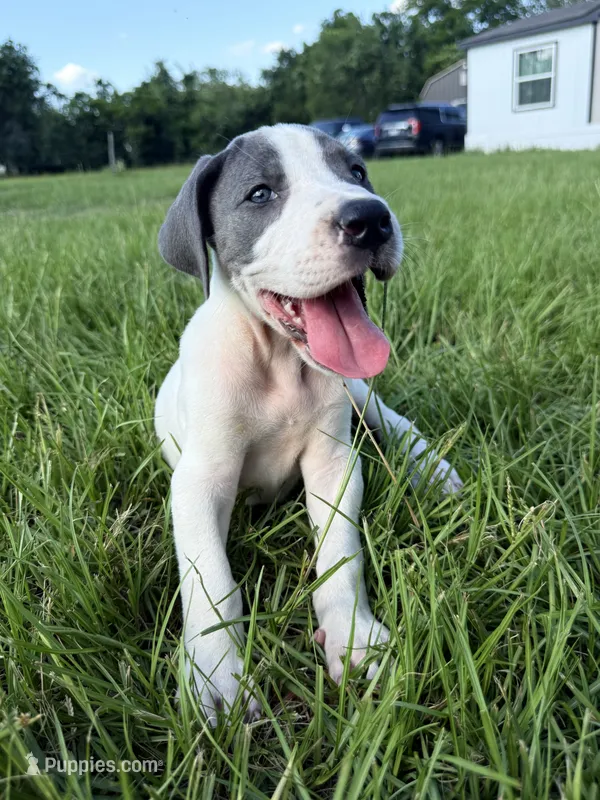 Blue Pie  – Great Dane puppy for sale in Hallettsville, TX