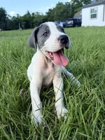 Blue Pie , a female Great Dane for sale in Hallettsville, TX – 1 of 5
