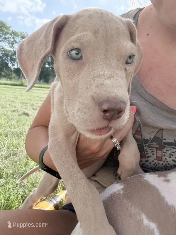 Eloise  – Great Dane puppy for sale in Hallettsville, TX