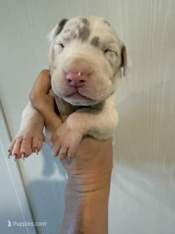 Portia – Great Dane puppy for sale in Hallettsville, TX