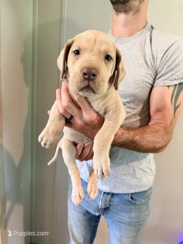 Maple – Great Dane puppy for sale in Hallettsville, TX