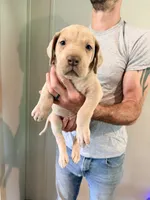 Maple, a female Great Dane for sale in Hallettsville, TX – 1 of 9