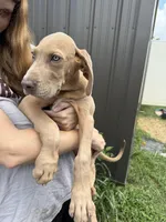 Link, a male Great Dane for sale in Hallettsville, TX – Photo 3 of 4