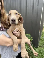 Link, a male Great Dane for sale in Hallettsville, TX – Photo 2 of 4