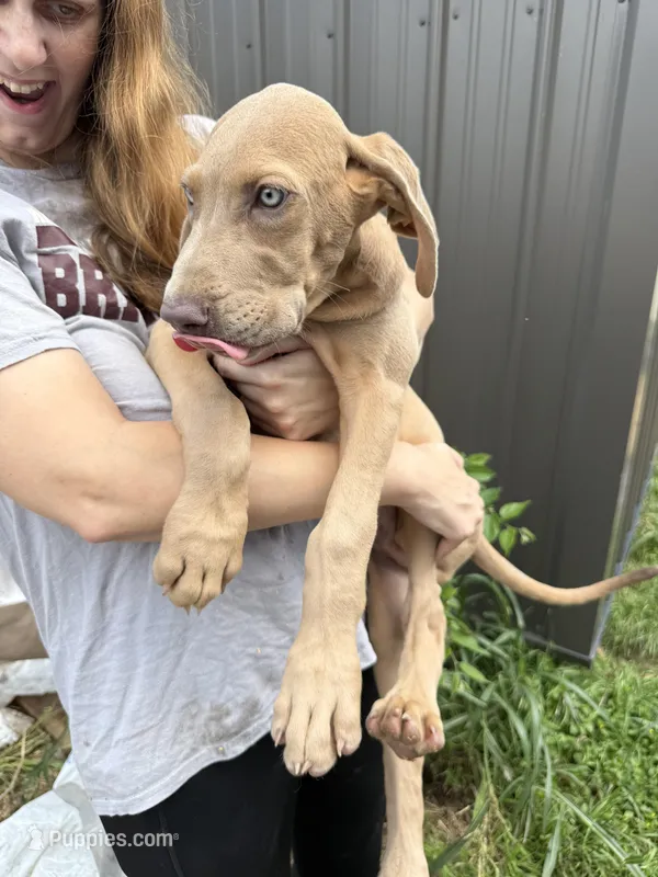 Link – Great Dane puppy for sale in Hallettsville, TX