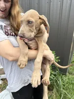 Link, a male Great Dane for sale in Hallettsville, TX – Photo 1 of 4