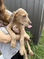 Link, a male Great Dane for sale in Hallettsville, TX – Photo 4 of 4