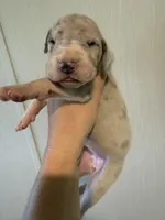 Penelope , a female Great Dane for sale in Hallettsville, TX – 2 of 7