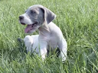 Lola, a female Great Dane for sale in Hallettsville, TX – 5 of 7