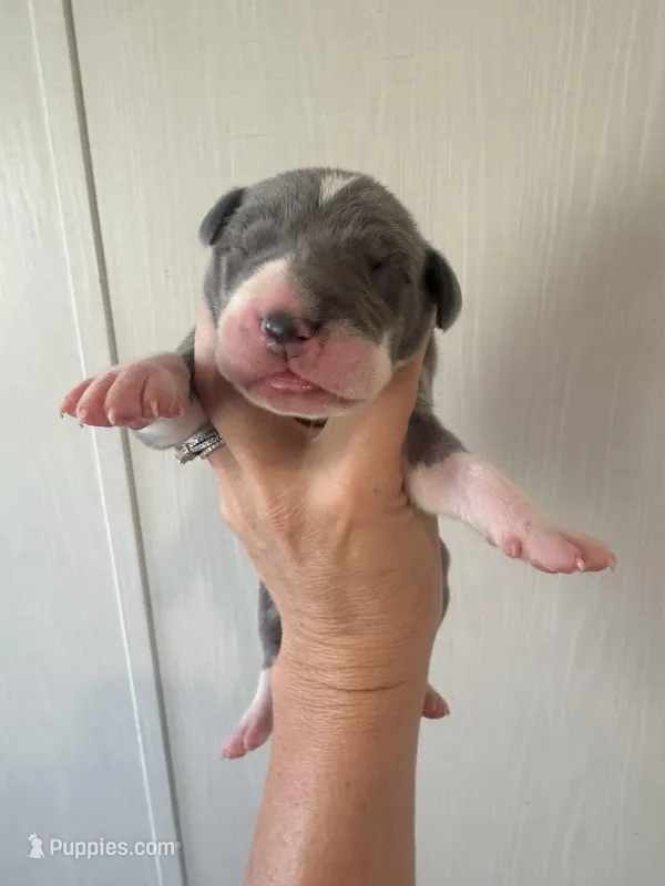 Colin – Great Dane puppy for sale in Hallettsville, TX