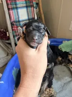 Female 4, a female Cockapoo for sale in Hallettsville, TX – 3 of 4