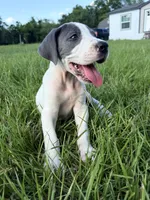 Blue Pie , a female Great Dane for sale in Hallettsville, TX – 5 of 5