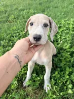 Penelope , a female Great Dane for sale in Hallettsville, TX – 1 of 9