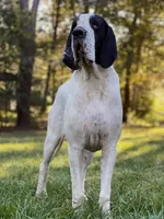 Flash, a male Great Dane for sale in Hallettsville, TX – 5 of 6
