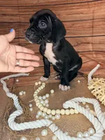 Rain, a female Great Dane for sale in Hallettsville, TX – 2 of 8