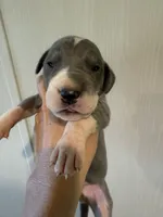 Colin, a male Great Dane for sale in Hallettsville, TX – 2 of 4