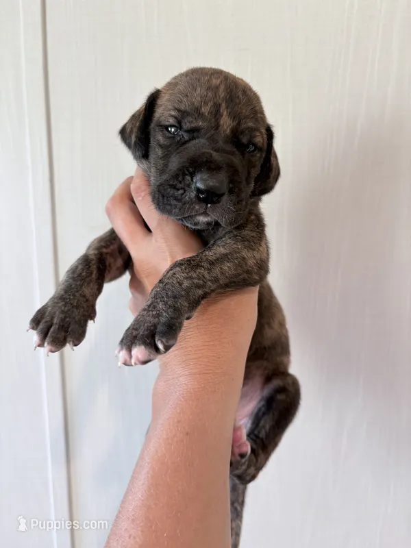 Brindle Male – Great Dane puppy for sale in Hallettsville, TX