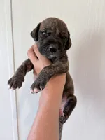Brindle Male, a male Great Dane for sale in Hallettsville, TX – 1 of 5