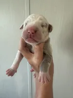 Violet , a female Great Dane for sale in Hallettsville, TX – 5 of 5
