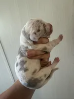 Violet , a female Great Dane for sale in Hallettsville, TX – 4 of 5