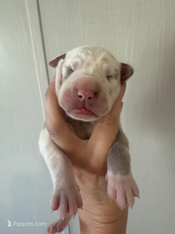 Violet  – Great Dane puppy for sale in Hallettsville, TX