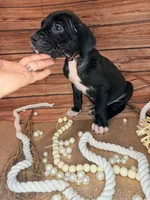 Rain, a female Great Dane for sale in Hallettsville, TX – 4 of 8