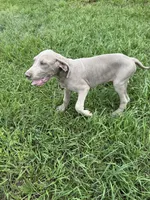 Atlas, a male Great Dane for sale in Hallettsville, TX – Photo 3 of 4