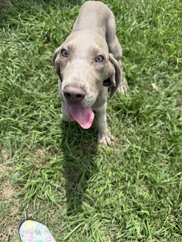 Atlas – Great Dane puppy for sale in Hallettsville, TX