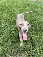 Atlas, a male Great Dane for sale in Hallettsville, TX – Photo 2 of 4