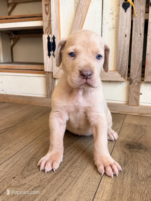 Maple – Great Dane puppy for sale in Hallettsville, TX