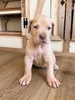 Maple, a female Great Dane for sale in Hallettsville, TX – 4 of 9