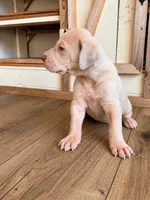 Maple, a female Great Dane for sale in Hallettsville, TX – 6 of 9