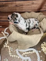 Memphis, a male Great Dane for sale in Hallettsville, TX – 3 of 5