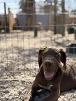 Hershey, a male Great Dane for sale in Hallettsville, TX – Photo 2 of 6