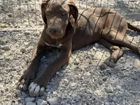 Hershey, a male Great Dane for sale in Hallettsville, TX – Photo 6 of 6