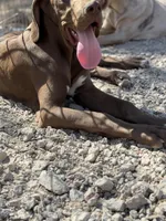 Hershey, a male Great Dane for sale in Hallettsville, TX – Photo 4 of 6