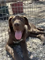 Hershey, a male Great Dane for sale in Hallettsville, TX – Photo 5 of 6