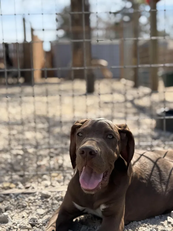 Hershey – Great Dane puppy for sale in Hallettsville, TX