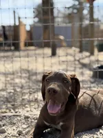 Hershey, a male Great Dane for sale in Hallettsville, TX – Photo 1 of 6