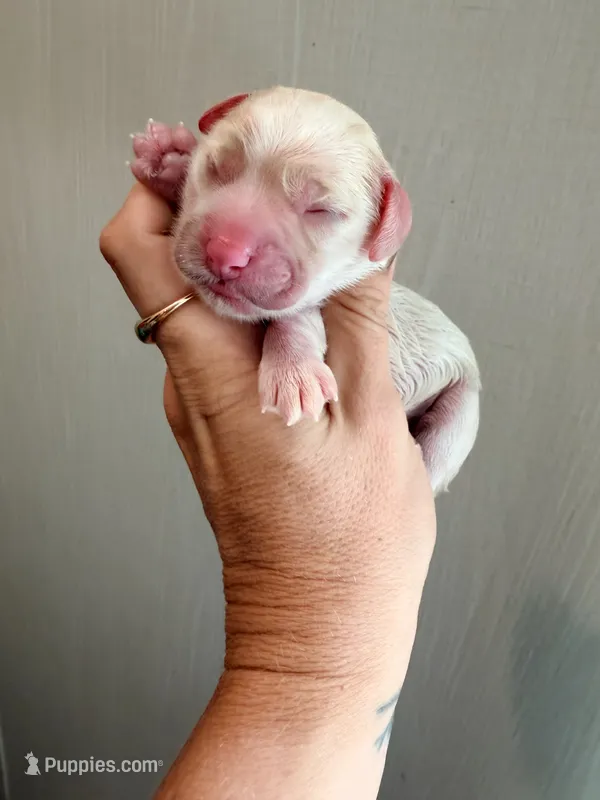 Female 1 – Cockapoo puppy for sale in Hallettsville, TX
