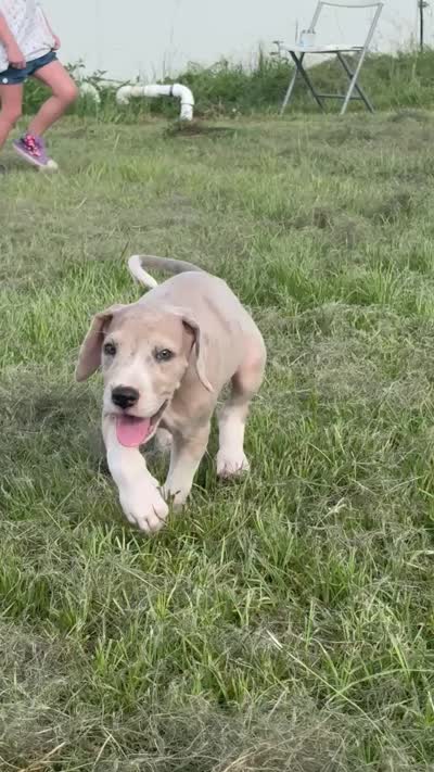Penelope , a female Great Dane for sale in Hallettsville, TX – 9 of 9